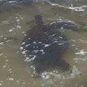 Honu/Green Sea Turtle