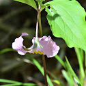 Catesby’s Trillium
