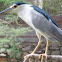 Black-crowned Night Heron