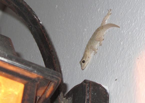 Spotting Image 1