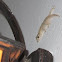 European common Gecko
