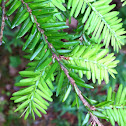 Eastern Hemlock