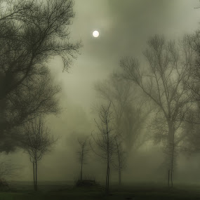 Foggy Morning by Boris Frković - Landscapes Weather ( dawn, fog, sunrise, morning, mist )