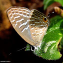 Metallic Cerulean
