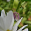 Hairy Shieldbug