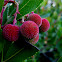strawberry tree; madroño