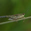 grasshopper