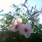 bower vine