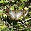 White peacock