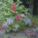 Castor Bean