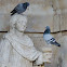 Rock Dove, Paloma Bravía