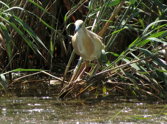 Spotting Image 1