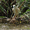 Squacco Heron?