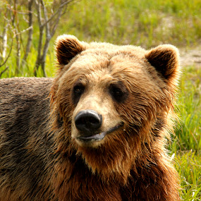 Grizzley Bear by Jason Kiefer - Animals Other Mammals
