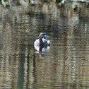 Pied-billed Grebe