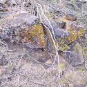 lichen