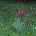 Tulip