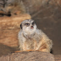 Meerkat