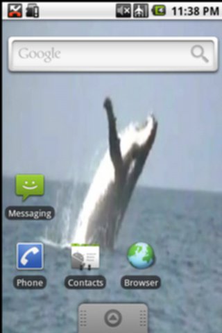 Whale Jumping
