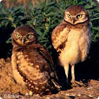 Burrowing Owl
