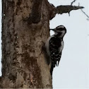 Hairy Woodpecker