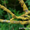 Lichen