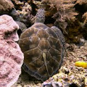 Green Sea Turtle