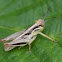 Red-legged Grasshopper 
