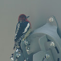 Red breasted sapsucker