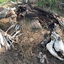 Cow [Carcass]