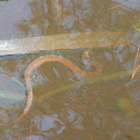 Southern Banded Watersnake