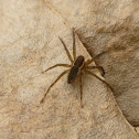 Six-spotted Fishing Spider(immature)