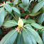 Rhodedendron