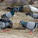 Pigeon