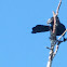 Smooth-Billed Ani