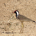 Red-wattled Lapwing