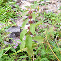 Wild Mint
