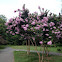 Crepe Myrtle