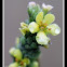 Common Mullein