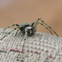 Orb-weaver spider