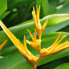 Heliconia