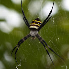 L. Koch