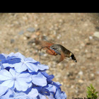 Humming bird