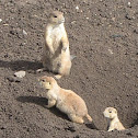Perrito de la pradera 