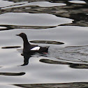 Pigeon Guillemot