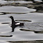 Pigeon Guillemot