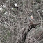 American Kestrel