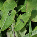 Vespidae?