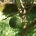Lime