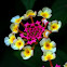 Lantana